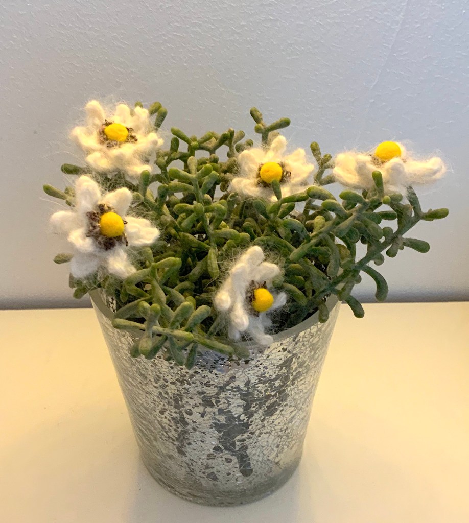 Edelweiss en pot !